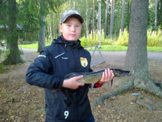 Hauki 1,04 kg