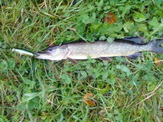 Hauki 1,65 kg
