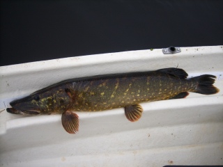 Hauki 7,10 kg