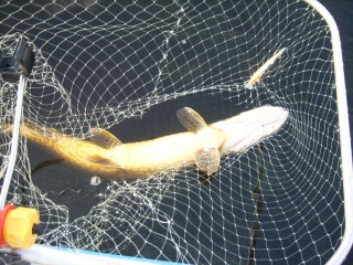 Hauki 7,47 kg