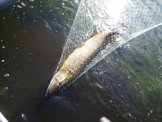 Hauki 6,82 kg