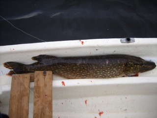Hauki 5,81 kg