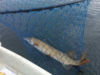 Hauki 5,50 kg