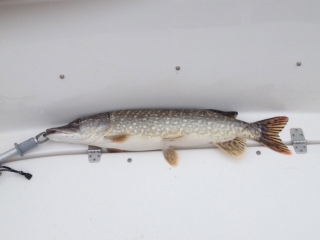 Hauki 3,30 kg