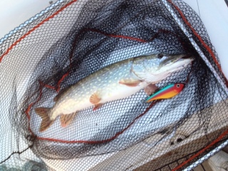 Hauki 3,65 kg