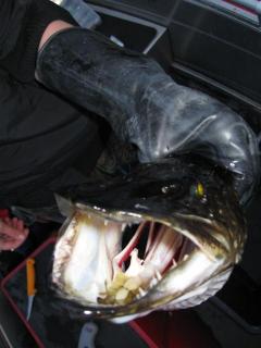 Hauki 3,00 kg