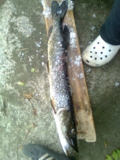 Hauki 1,30 kg