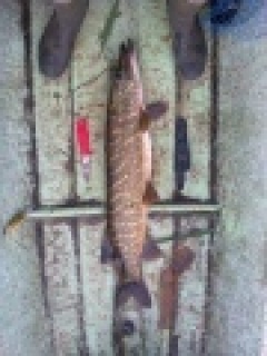 Hauki 4,70 kg
