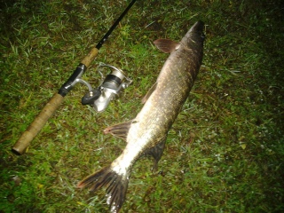 Hauki 1,65 kg