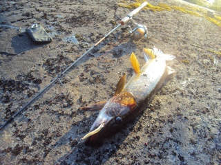 Hauki 2,40 kg