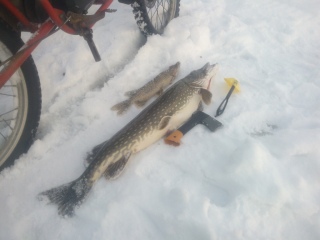 Hauki 4,96 kg