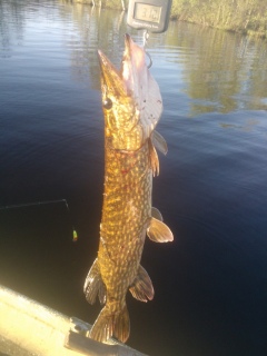 Hauki 3,18 kg