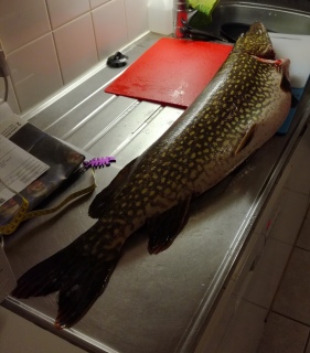 Hauki 7,74 kg