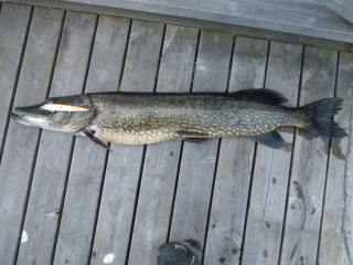 Hauki 4,48 kg
