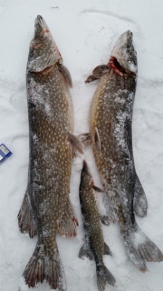 Hauki 11,00 kg