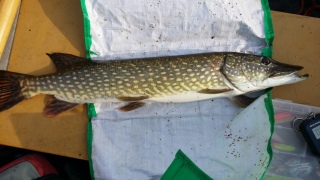 Hauki 2,60 kg