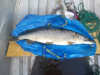 Hauki 5,00 kg