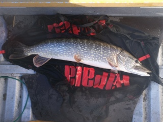Hauki 5,30 kg