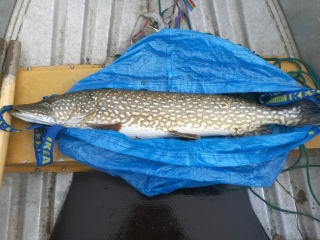 Hauki 5,00 kg