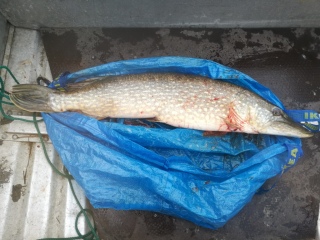 Hauki 5,00 kg