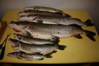 Hauki 10,10 kg