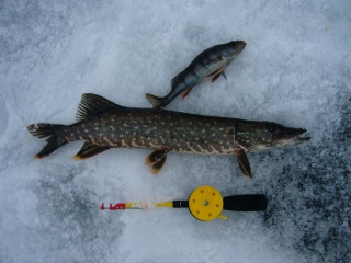 Hauki 500 g