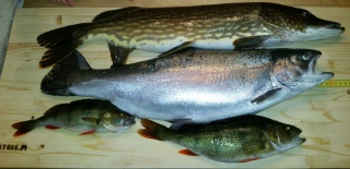 Hauki 2,25 kg