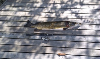 Hauki 6,10 kg