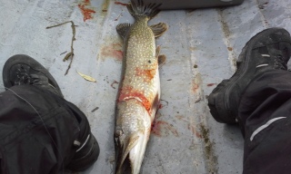 Hauki 3,05 kg