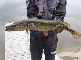 Hauki 2,60 kg