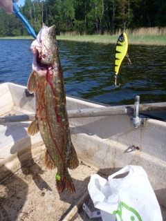 Hauki 3,50 kg