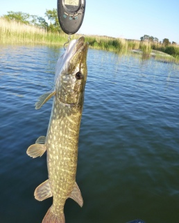 Hauki 3,20 kg