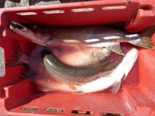 Hauki 10,00 kg