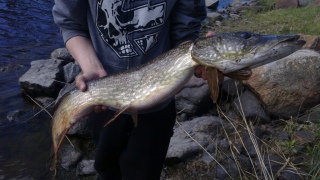Hauki 3,80 kg
