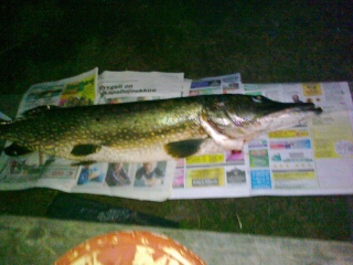 Hauki 8,00 kg