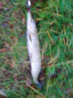 Hauki 400 g