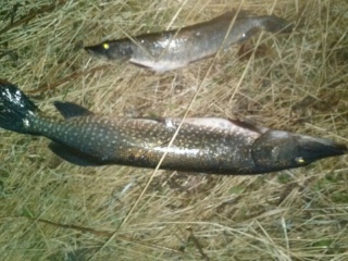 Hauki 4,00 kg