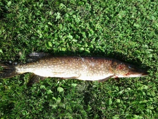 Hauki 2,00 kg