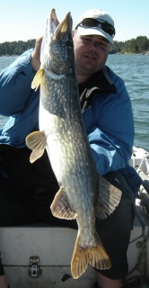 Hauki 6,25 kg