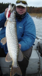 Hauki 3,50 kg