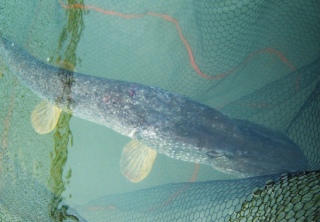 Hauki 4,05 kg