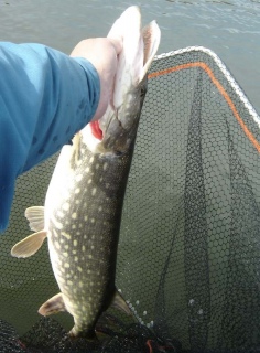 Hauki 4,55 kg