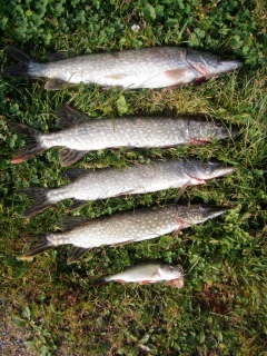 Hauki 3,60 kg