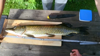 Hauki 2,37 kg