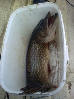 Hauki 3,21 kg