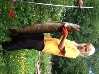 Hauki 11,00 kg