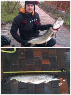 Hauki 6,60 kg