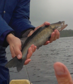 Kuha 4,00 kg