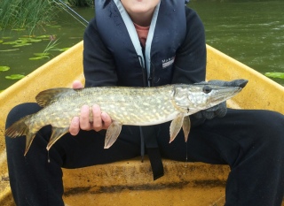 Hauki 2,60 kg