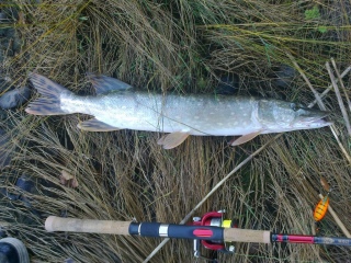 Hauki 1,70 kg